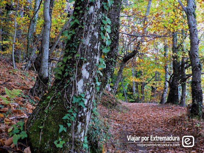 Valle del Jerte. Casas del Castañar ruta a los castaños milenarios