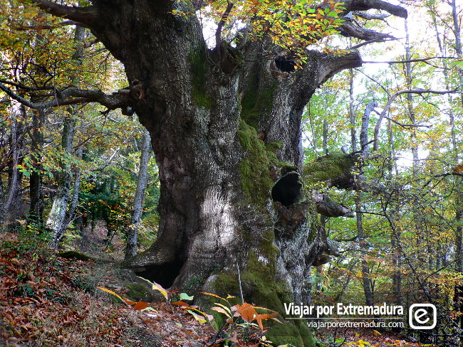 Castaños de Escondelobo. Casas del Castañar. Valle del Jerte