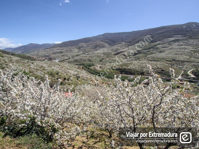 Cerezo en flor en el Valle del Jerte