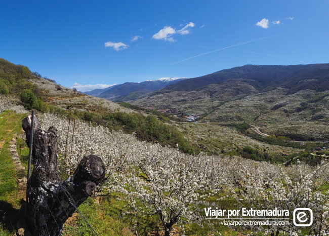 Paisajes con los cerezos en flor en el Valle del Jerte