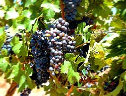 Enoturismo en Extremadura - Comarcas vitivinícolas
