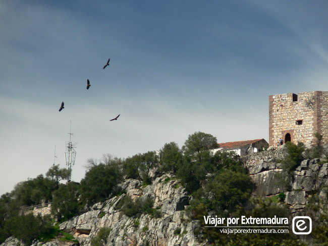 FIO - Feria de Turismo Ornitologico Monfragüe - Buitres
