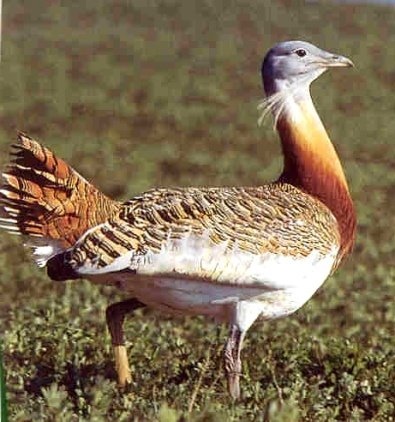 Avutarda Común (Otis tarda) en los llanos de Extremadura