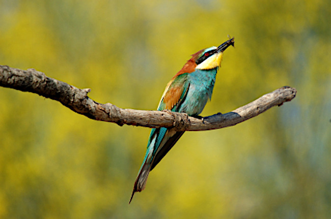 Abejaruco en Extremadura