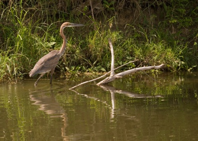 Garza Imperial - Ardea purpurea - Birdwatching Extremadura