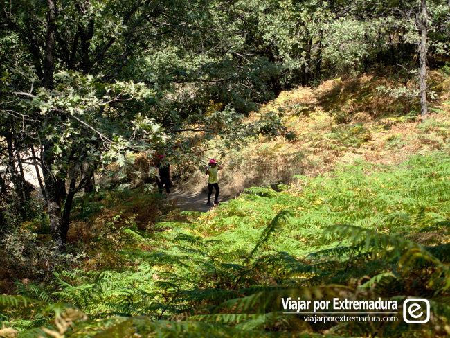 Garganta de los Infiernos - Bosques