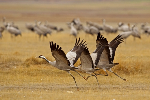 Grulla común (Grus grus) - Grullas en Extremadura