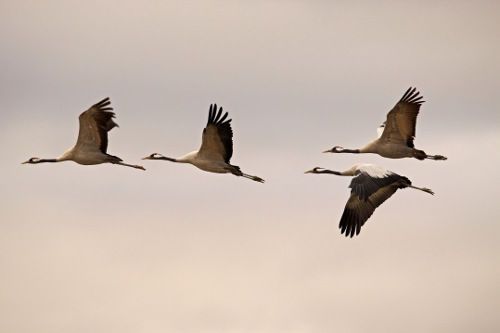 Grullas en Extremadura - Birding Extremadura