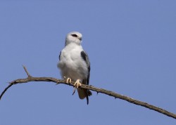 Listado de aves de especial interés de Extremadura