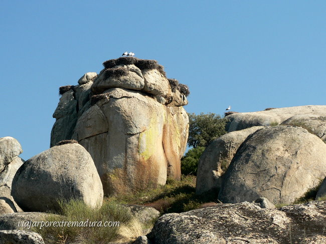 Cigüeña en Los Barruecos - Malpartida de Cáceres