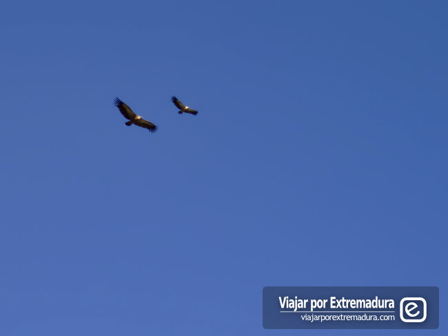 Parque Nacional de Monfragüe - Buitres volando