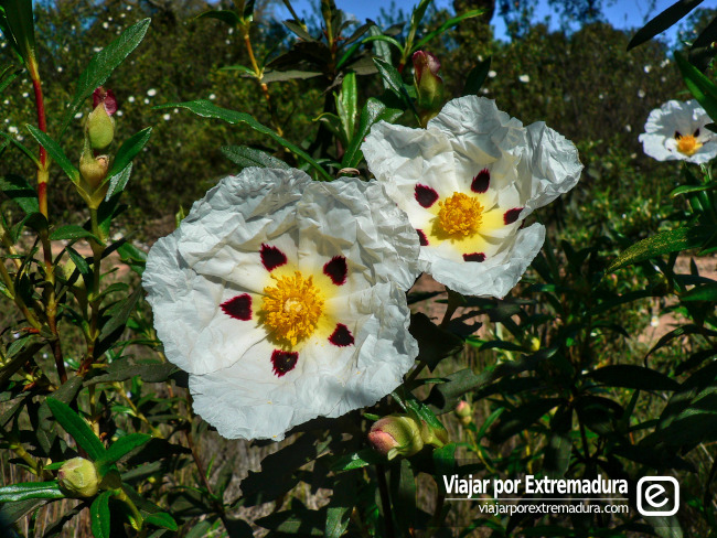 Parque Natural de Cornalvo - Jaras y matorral