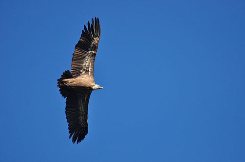 Parque Natural del Tajo Internacional. Buitres leonados