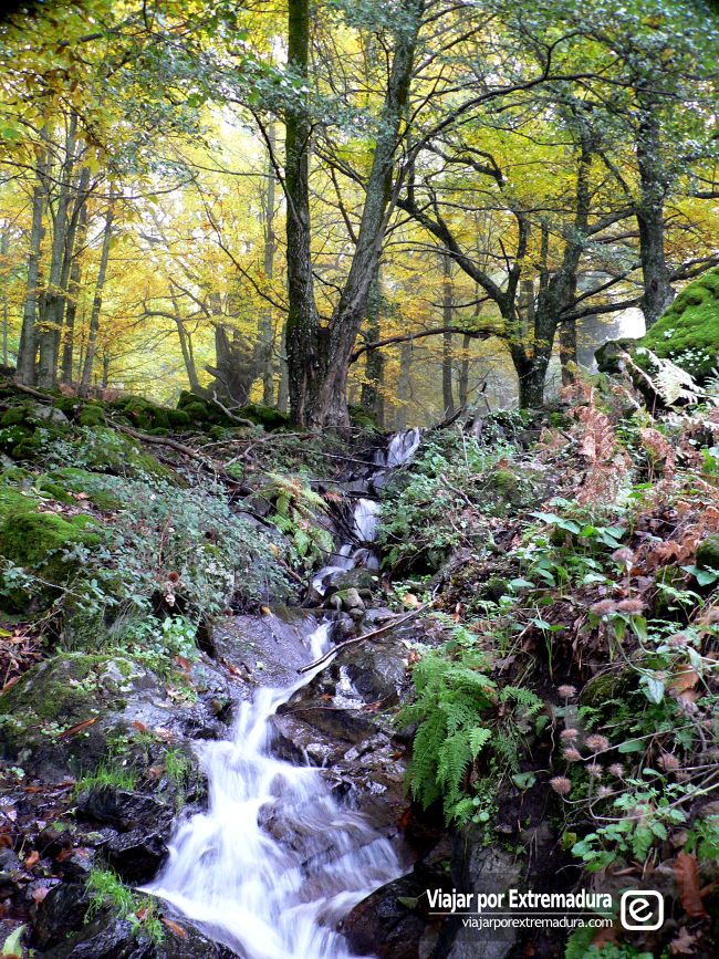 Senderismo Extremadura en otoño. Ruta a los castaños del Temblar