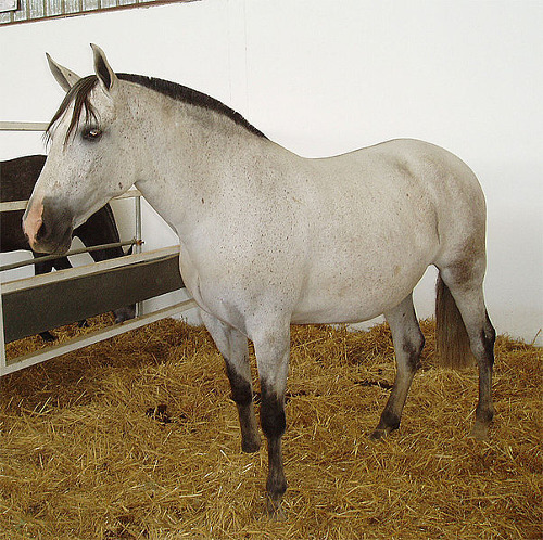 Feria de Zafra - Exposición de ganado