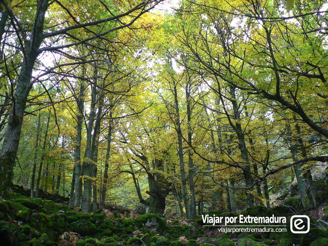 El Otoño Mágico en el Valle del Ambroz