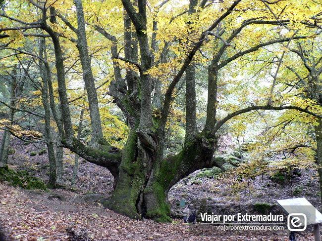 Castaños del Temblar. El Otoño Mágico en el Valle del Ambroz