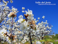 Fiesta del Cerezo en Flor en el Valle del Jerte