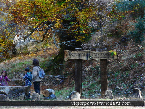 Castaños de Calabazas. Geoparque Villuercas-Ibores-Jara