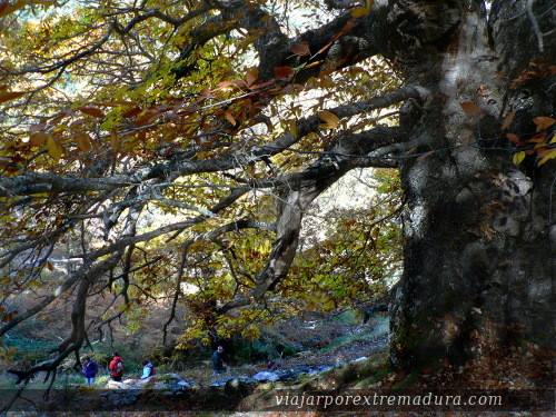 Castaños de Calabazas. Geoparque Villuercas-Ibores-Jara