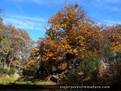 Ruta a los Castaños y la Chorrera de Calabazas