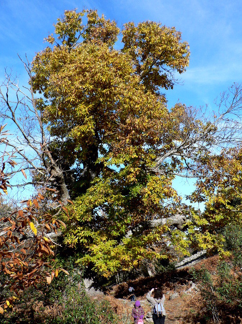 Castaños de Calabazas. Geoparque Villuercas-Ibores-Jara